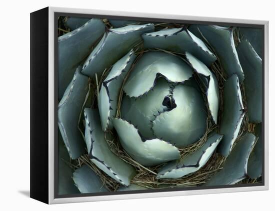 Agave, Northern California, Usa-Paul Colangelo-Framed Premier Image Canvas