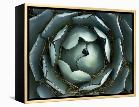 Agave, Northern California, Usa-Paul Colangelo-Framed Premier Image Canvas