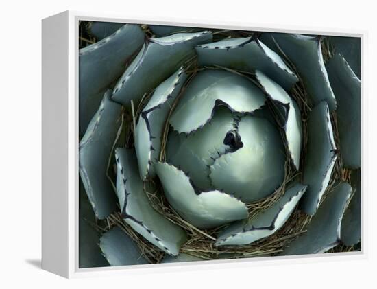 Agave, Northern California, Usa-Paul Colangelo-Framed Premier Image Canvas