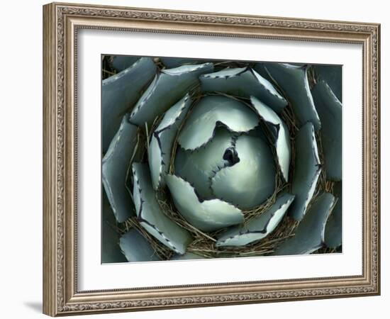 Agave, Northern California, Usa-Paul Colangelo-Framed Photographic Print