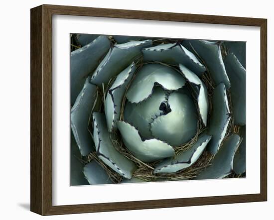 Agave, Northern California, Usa-Paul Colangelo-Framed Photographic Print