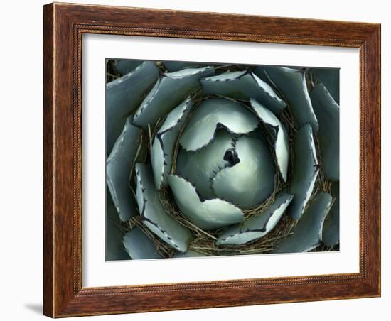 Agave, Northern California, Usa-Paul Colangelo-Framed Photographic Print