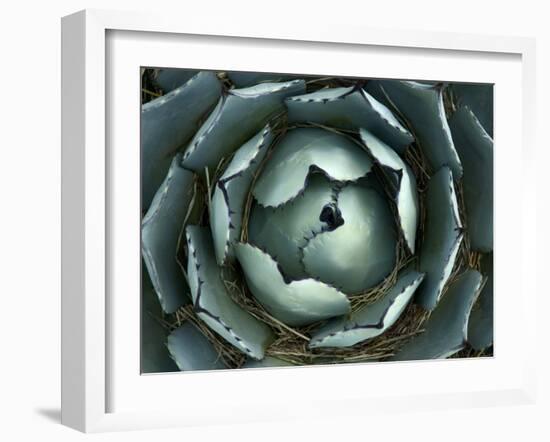 Agave, Northern California, Usa-Paul Colangelo-Framed Photographic Print