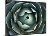 Agave, Northern California, Usa-Paul Colangelo-Mounted Photographic Print