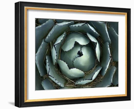 Agave, Northern California, Usa-Paul Colangelo-Framed Photographic Print