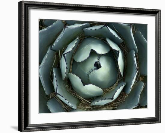 Agave, Northern California, Usa-Paul Colangelo-Framed Photographic Print