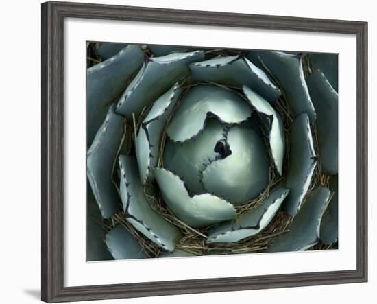 Agave, Northern California, Usa-Paul Colangelo-Framed Photographic Print