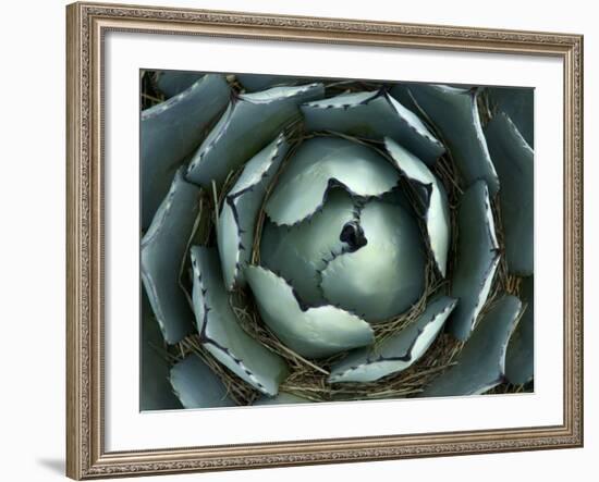 Agave, Northern California, Usa-Paul Colangelo-Framed Photographic Print