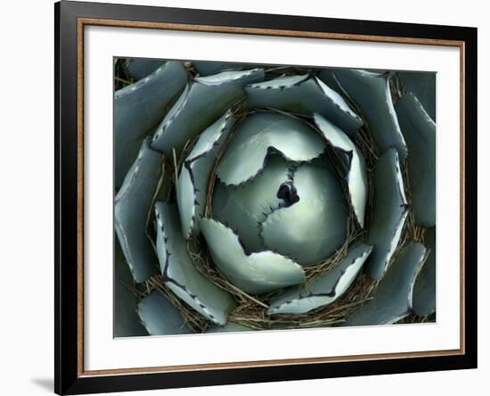 Agave, Northern California, Usa-Paul Colangelo-Framed Photographic Print