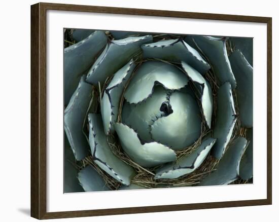 Agave, Northern California, Usa-Paul Colangelo-Framed Photographic Print