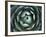 Agave, Northern California, Usa-Paul Colangelo-Framed Photographic Print