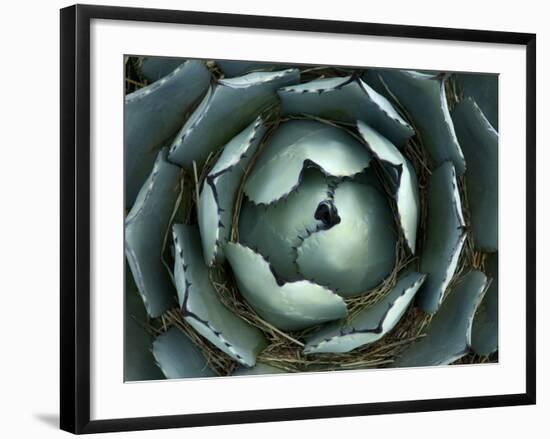 Agave, Northern California, Usa-Paul Colangelo-Framed Photographic Print