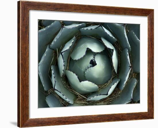 Agave, Northern California, Usa-Paul Colangelo-Framed Photographic Print