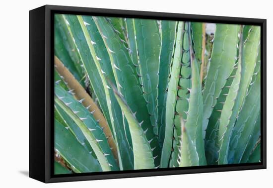 Agave on the Bright Angel Trail, Colorado, United States of America, North America-Bhaskar Krishnamurthy-Framed Premier Image Canvas