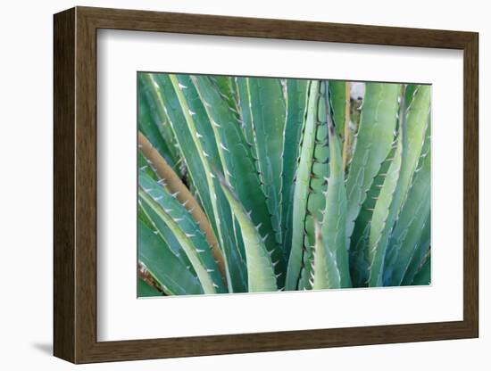 Agave on the Bright Angel Trail, Colorado, United States of America, North America-Bhaskar Krishnamurthy-Framed Photographic Print