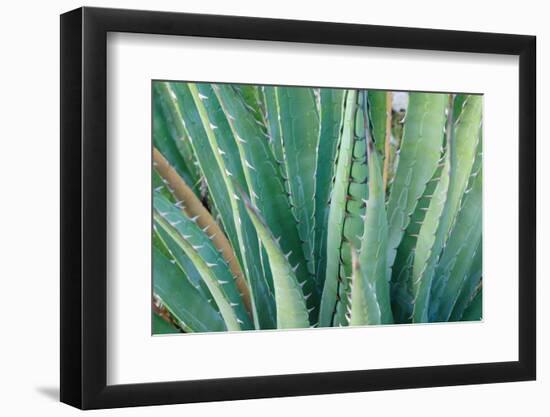 Agave on the Bright Angel Trail, Colorado, United States of America, North America-Bhaskar Krishnamurthy-Framed Photographic Print