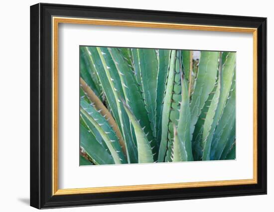 Agave on the Bright Angel Trail, Colorado, United States of America, North America-Bhaskar Krishnamurthy-Framed Photographic Print