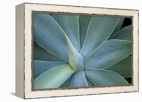 Agave on the Island of Maui, Hawaii-Darrell Gulin-Framed Premier Image Canvas