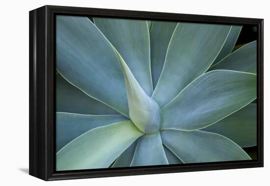 Agave on the Island of Maui, Hawaii-Darrell Gulin-Framed Premier Image Canvas