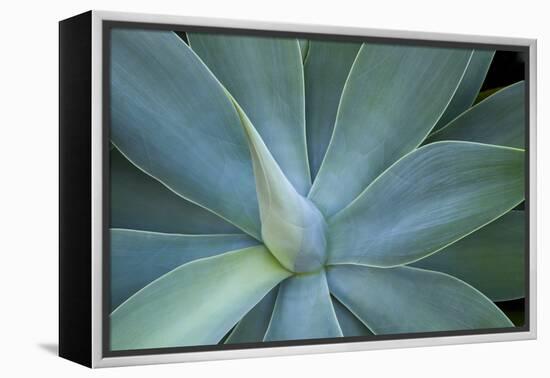 Agave on the Island of Maui, Hawaii-Darrell Gulin-Framed Premier Image Canvas