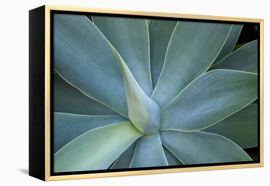 Agave on the Island of Maui, Hawaii-Darrell Gulin-Framed Premier Image Canvas