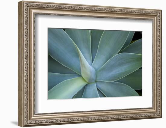 Agave on the Island of Maui, Hawaii-Darrell Gulin-Framed Photographic Print