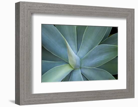 Agave on the Island of Maui, Hawaii-Darrell Gulin-Framed Photographic Print