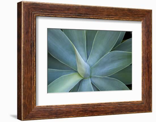 Agave on the Island of Maui, Hawaii-Darrell Gulin-Framed Photographic Print