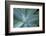 Agave on the Island of Maui, Hawaii-Darrell Gulin-Framed Photographic Print