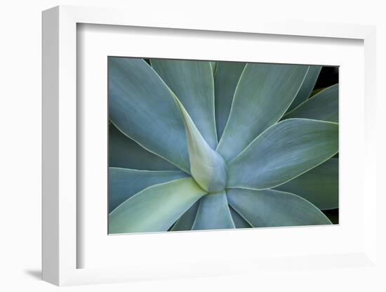 Agave on the Island of Maui, Hawaii-Darrell Gulin-Framed Photographic Print