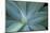 Agave on the Island of Maui, Hawaii-Darrell Gulin-Mounted Photographic Print