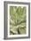 Agave Ovatifolia-Adrian Thomas-Framed Photographic Print