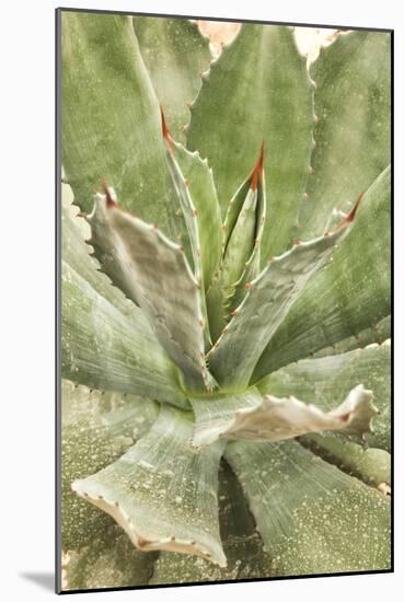 Agave Ovatifolia-Adrian Thomas-Mounted Photographic Print