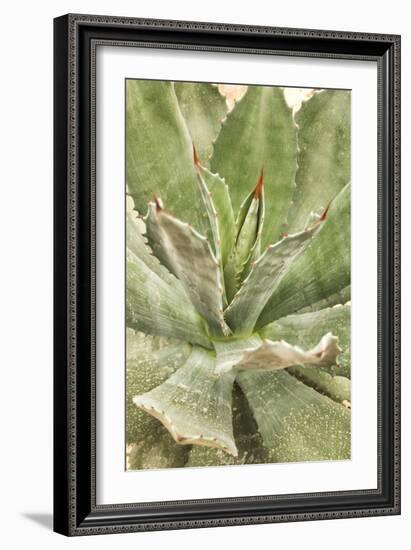 Agave Ovatifolia-Adrian Thomas-Framed Photographic Print