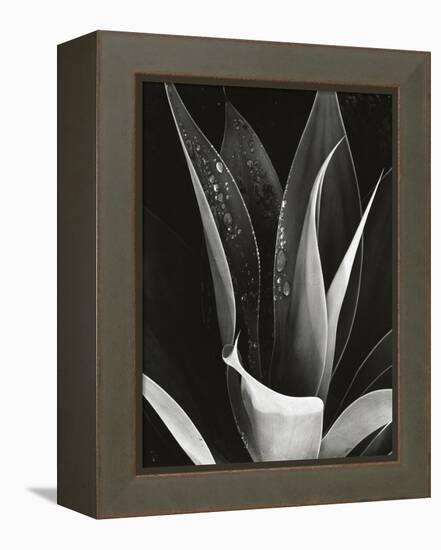 Agave, Paradise Park-Brett Weston-Framed Premier Image Canvas