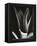 Agave, Paradise Park-Brett Weston-Framed Premier Image Canvas