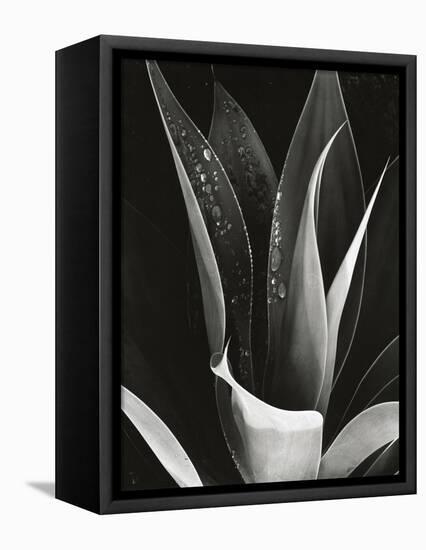 Agave, Paradise Park-Brett Weston-Framed Premier Image Canvas