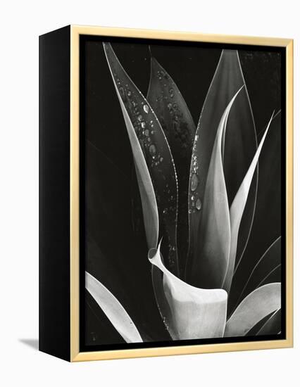 Agave, Paradise Park-Brett Weston-Framed Premier Image Canvas