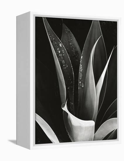 Agave, Paradise Park-Brett Weston-Framed Premier Image Canvas