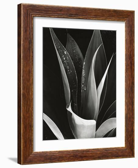 Agave, Paradise Park-Brett Weston-Framed Photographic Print