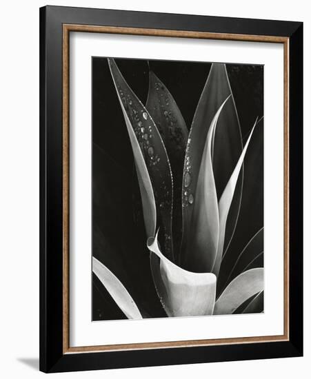 Agave, Paradise Park-Brett Weston-Framed Photographic Print