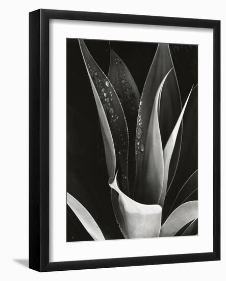 Agave, Paradise Park-Brett Weston-Framed Photographic Print
