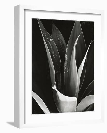 Agave, Paradise Park-Brett Weston-Framed Photographic Print