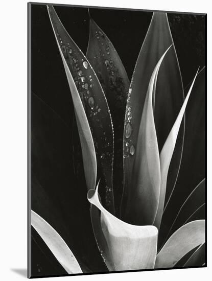 Agave, Paradise Park-Brett Weston-Mounted Photographic Print
