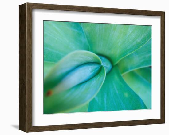 Agave Plant Detail, University of North Carolina at Charlotte Botanical Gardens, USA-Brent Bergherm-Framed Photographic Print