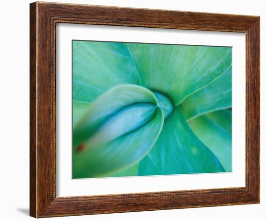 Agave Plant Detail, University of North Carolina at Charlotte Botanical Gardens, USA-Brent Bergherm-Framed Photographic Print