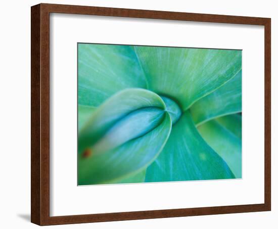 Agave Plant Detail, University of North Carolina at Charlotte Botanical Gardens, USA-Brent Bergherm-Framed Photographic Print