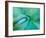 Agave Plant Detail, University of North Carolina at Charlotte Botanical Gardens, USA-Brent Bergherm-Framed Photographic Print