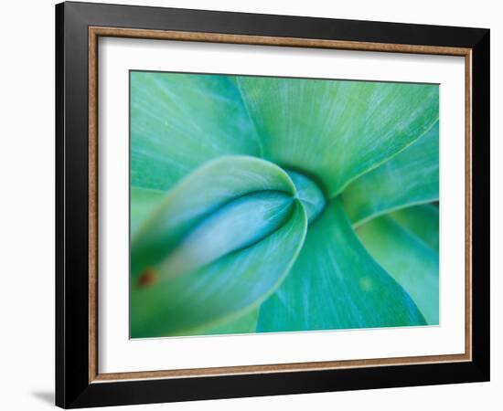 Agave Plant Detail, University of North Carolina at Charlotte Botanical Gardens, USA-Brent Bergherm-Framed Photographic Print