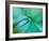 Agave Plant Detail, University of North Carolina at Charlotte Botanical Gardens, USA-Brent Bergherm-Framed Photographic Print